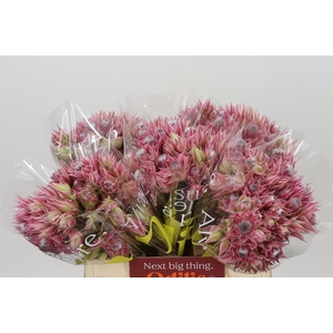 Blushing Bride Pink 6/9 Flowers