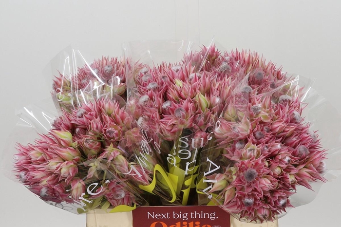 <h4>Blushing Bride Pink 6/9 Flowers</h4>
