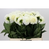 Dahlia Boom Boom White