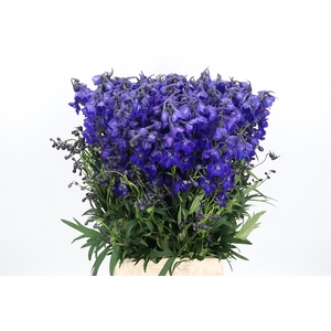 Delphinium Be Atlantis