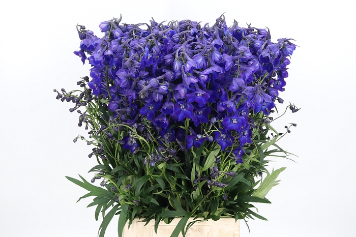 <h4>Delphinium Be Atlantis</h4>