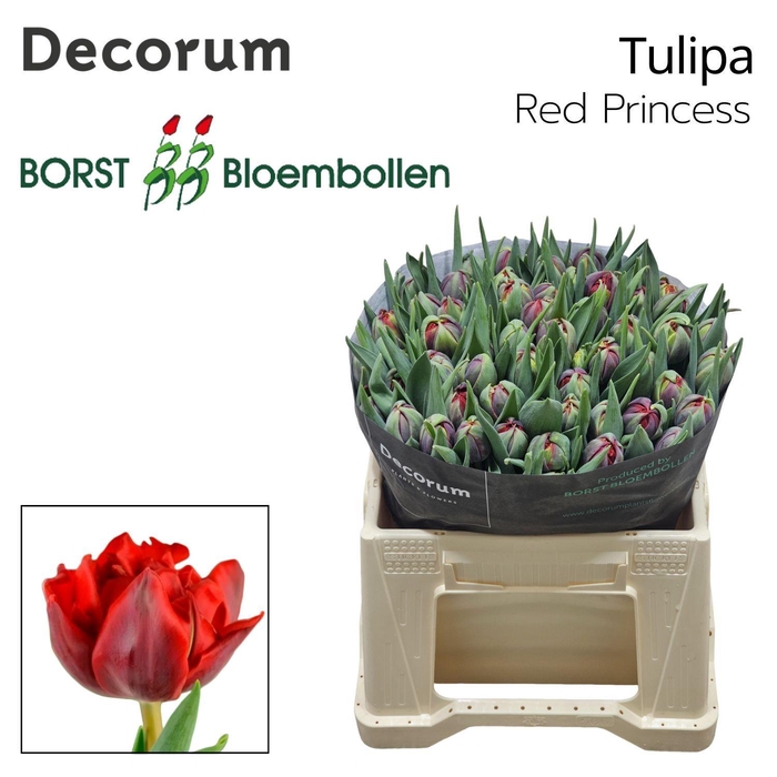 <h4>Tu Du Red Princess</h4>