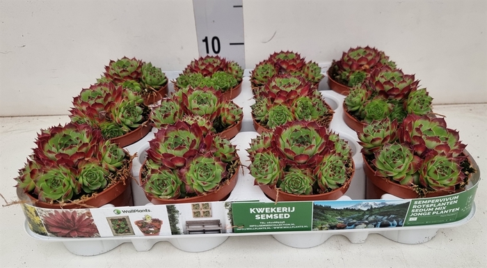 Sempervivum   ...