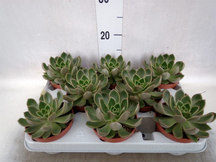 <h4>Echeveria   ...not flowering</h4>