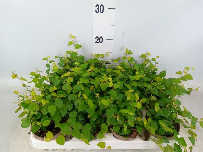 <h4>Ficus pumila 'Sunny Green'</h4>