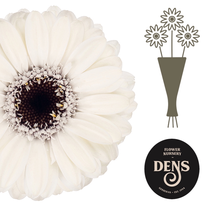 <h4>Nano Livorno Water</h4>