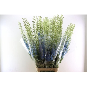 Delphinium Elatum Centurion Sky Blue
