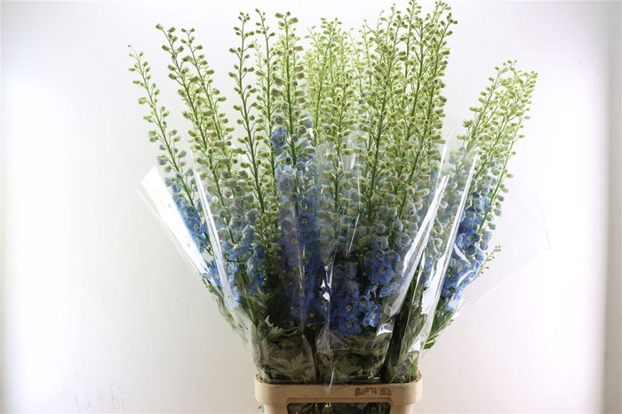 <h4>Delphinium Elatum Centurion Sky Blue</h4>