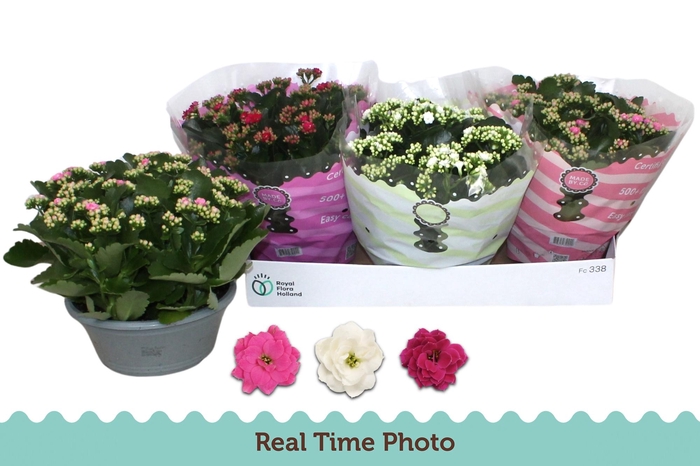 <h4>KAL GE GEM 3 KL</h4>