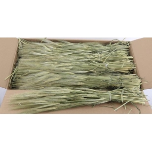 DF Hordeum (Gerst) Bs 250g