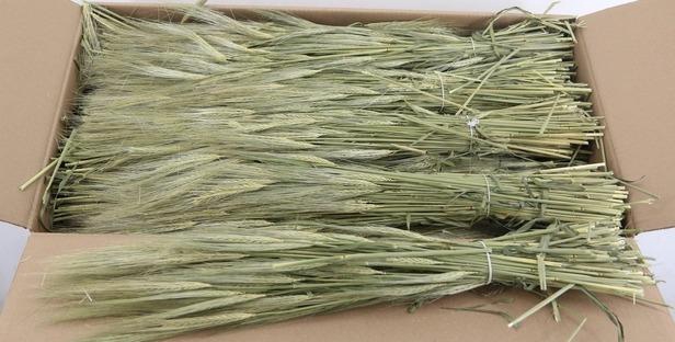 <h4>DF Hordeum (Gerst) Bs 250g</h4>