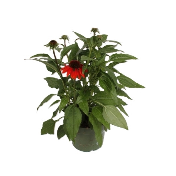 <h4>Echinacea Sombrero Orange</h4>