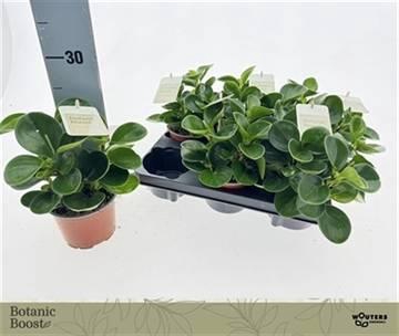 <h4>PEP OBT GREEN GOLD</h4>