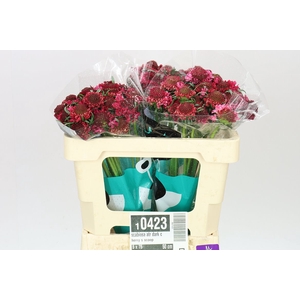 Scabiosa Atr Dark Cherry S Scoop