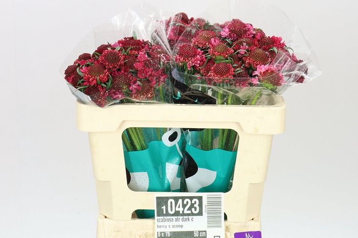 <h4>Scabiosa Atr Dark Cherry S Scoop</h4>