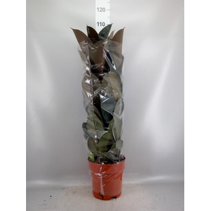 Ficus elastica 'Abidjan'