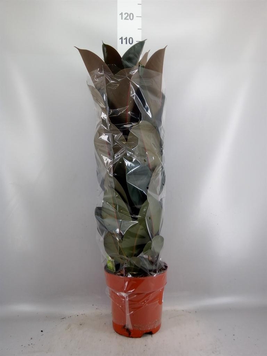 <h4>Ficus elastica 'Abidjan'</h4>
