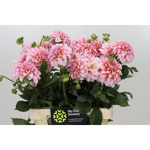 Dahlia Peaches