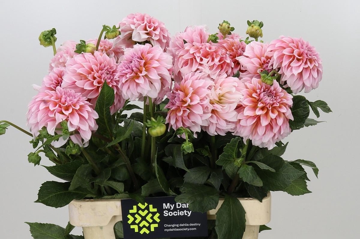 <h4>Dahlia Peaches</h4>