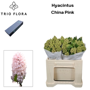 HYAC CHINA PINK M Box 50