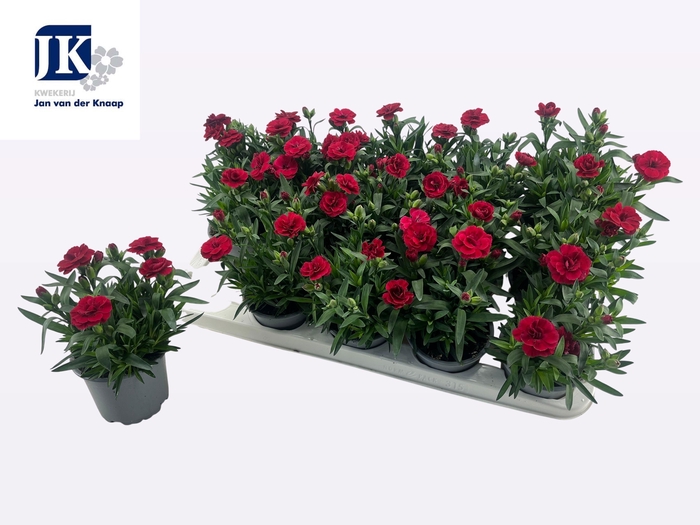 <h4>DIAN OSC CHERRY</h4>