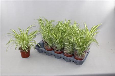 <h4>Chlor Com Variegatum</h4>