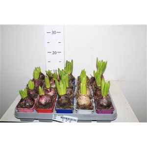 ** Hyacin Gem 5 Kl Winter Promo **