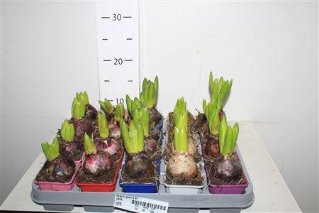 ** Hyacin Gem 5 Kl Winter Promo **