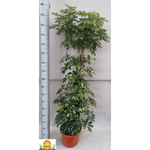 SCHEF AR GOLD CAPELL