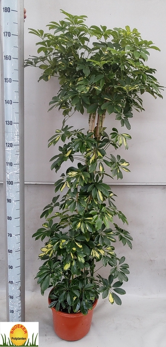 SCHEF AR GOLD CAPELL