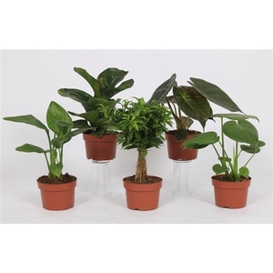 Groen Mix 12cm - Royal