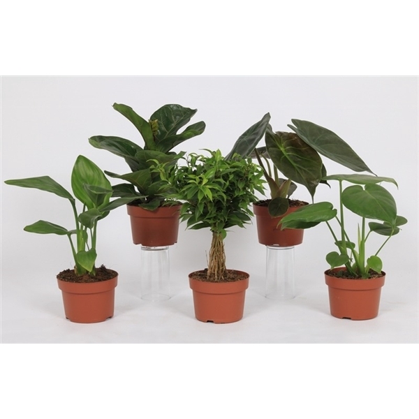 <h4>Groen Mix 12cm - Royal</h4>