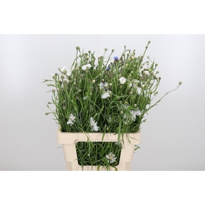 Centaurea White