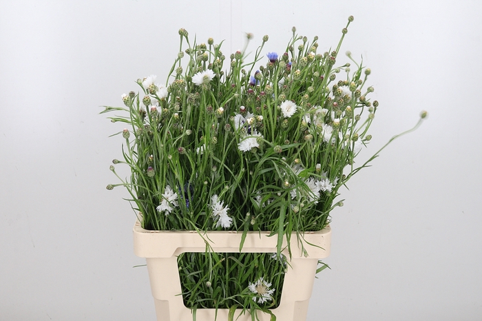 <h4>Centaurea White</h4>