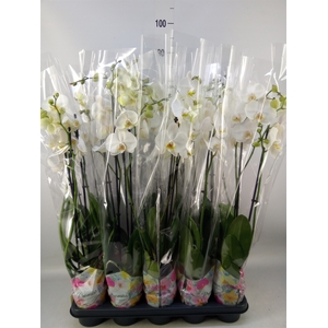 Phalaenopsis   ...white