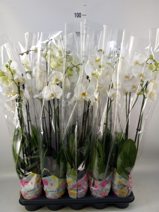 <h4>Phalaenopsis   ...white</h4>