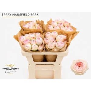 Rosa spray mansfield park