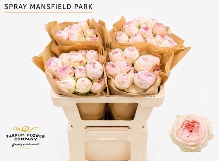 <h4>Rosa spray mansfield park</h4>