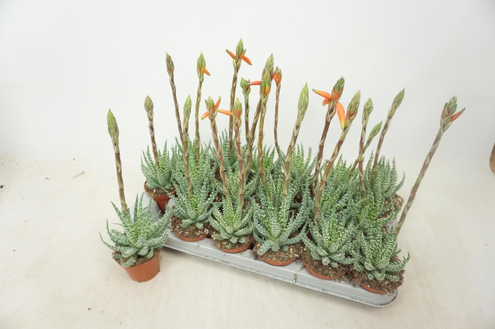 <h4>ALOE HUMILIS</h4>