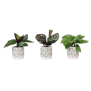 CALATHEA MIX P6 L 66290