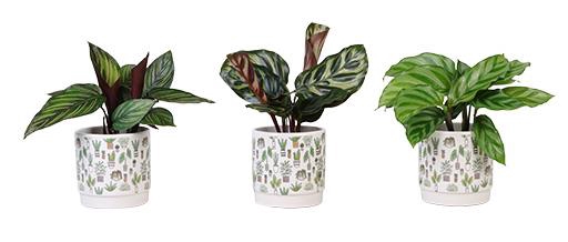 CALATHEA MIX P6 L 66290
