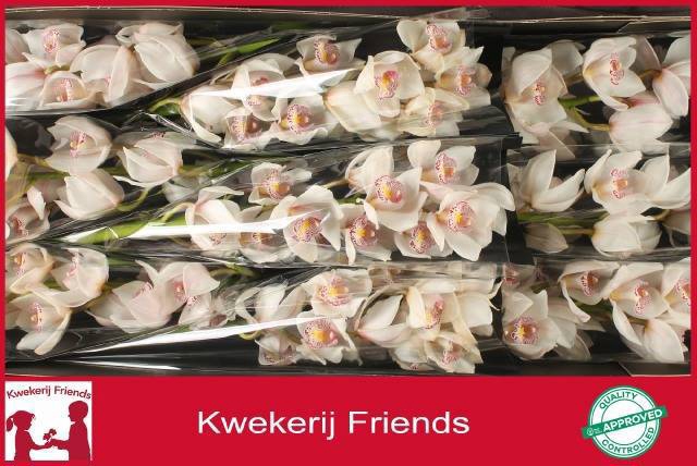 <h4>CYMB T NOORDERLICHT</h4>