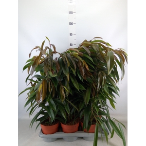 Ficus binn. 'Amstel King'