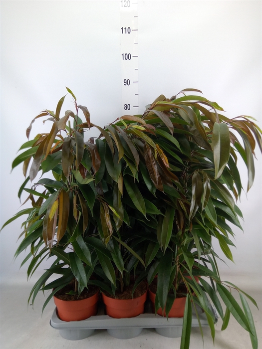 <h4>Ficus binn. 'Amstel King'</h4>