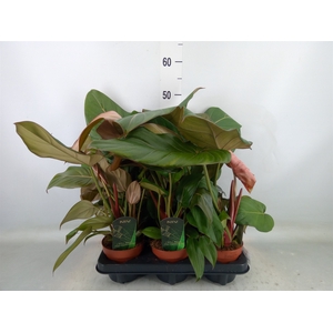 Philodendron   ...