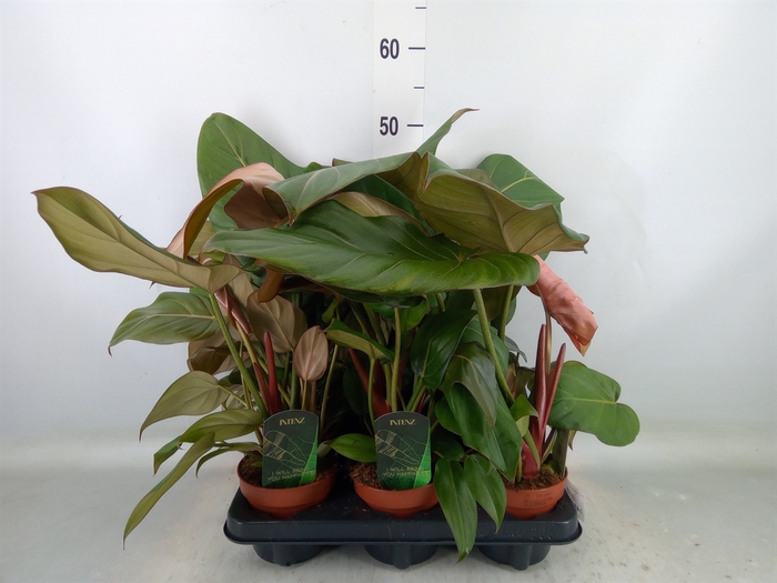 <h4>Philodendron   ...</h4>