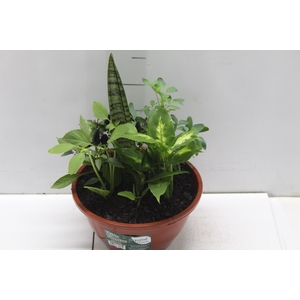 COQUETEL 7 ERVAS C21