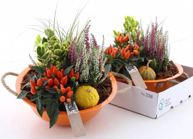 <h4>ARR TUINPLANTEN</h4>