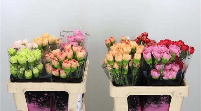 <h4>DI ST GEM IN FUST</h4>