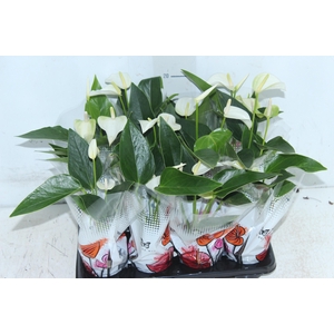 ANTHURIUM BRANCO P06